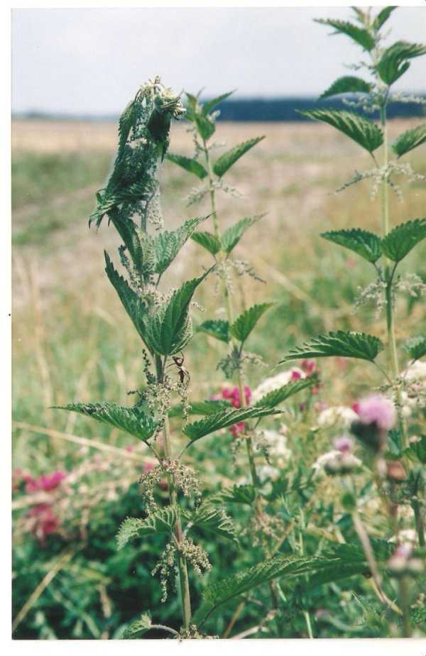 Фотовиставка Олександра Пизи